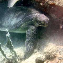 St. Kitts dive - turtle