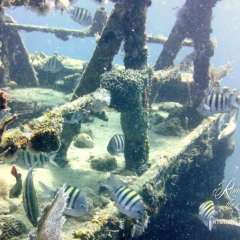 St. Kitts dive - wreck life