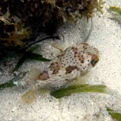 Guadeloupe - porcupine fish