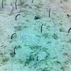 St. Kitts dive - sand eels