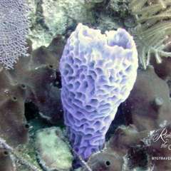 Tortola - purple sponge
