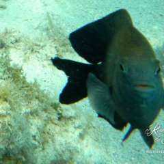Guadeloupe - damselfish defending territory