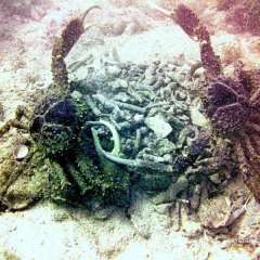 St. Kitts dive - crab fight