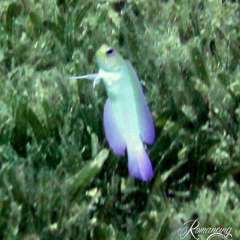 St. Kitts dive - purple blennie