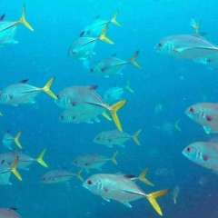 Tobago Cay Scuba - school