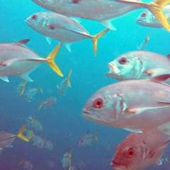 Tobago Cay Scuba - school