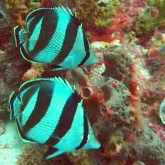 Tobago Cay Scuba - butterflies