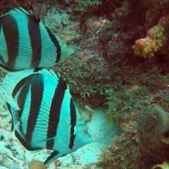 Tobago Cay Scuba - butterflies