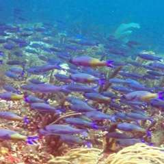 Tobago Cay Scuba - Creole Wrasse