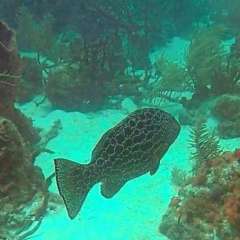 Tobago Cay Scuba - Grouper