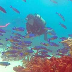 Tobago Cay Scuba - Jeff with wrasse