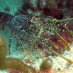 Tobago Cay Scuba - Lobster