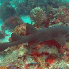 Tobago Cay Scuba - Nurse shark