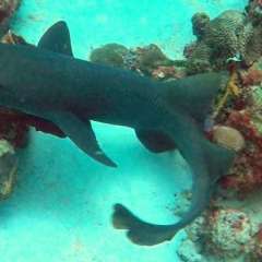 Tobago Cay Scuba - Nurse shark