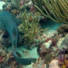 Tobago Cay Scuba - Nurse shark
