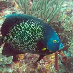 Tobago Cay Scuba - Queen Angelfish
