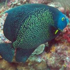 Tobago Cay Scuba - Queen Angelfish