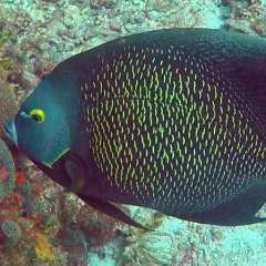 Tobago Cay Scuba - Queen Angelfish