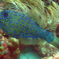 Tobago Cay Scuba - Scrawled Filefish