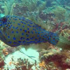 Tobago Cay Scuba - Scrawled Filefish