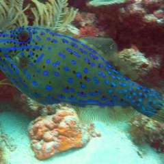 Tobago Cay Scuba - Scrawled Filefish