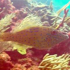 Tobago Cay Scuba - Juvenile Scrawled Filefish