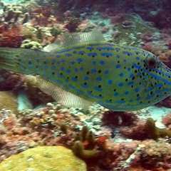 Tobago Cay Scuba - Scrawled Filefish