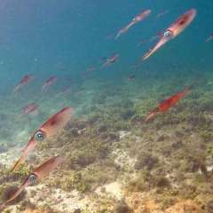 Tobago Cays Reef Squid