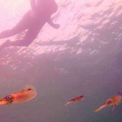 Tobago Cays Reef Squid