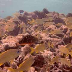 Tobago Cays Marine Park snorkel - grunts