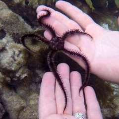 Tobago Cays Marine Park snorkel - brittle star