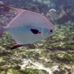 Tobago Cays Marine Park snorkel - palometa