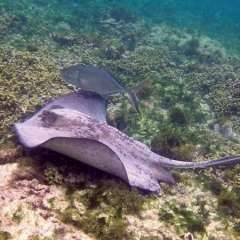 Tobago Cays Marine Park snorkel - stingray