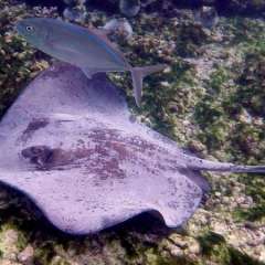 Tobago Cays Marine Park snorkel - stingray