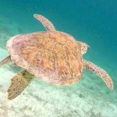 Tobago Cays Marine Park snorkel - turtle