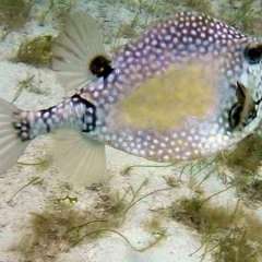 Tobago Cays Marine Park snorkel - white boxfish