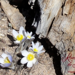 Mountain wildflowers