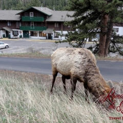 An elk with our lodging in the background