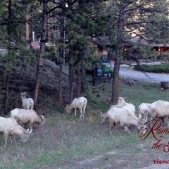 Mountain goats