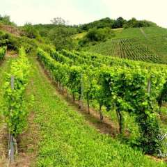 Mosel Valley Vineyards