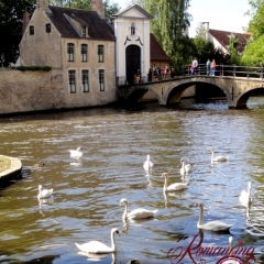 Swan pond