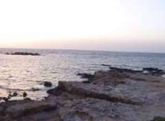 Pollonia