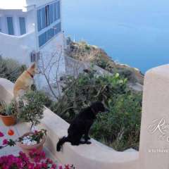 Pooch perch - our neighbors enjoying the view
