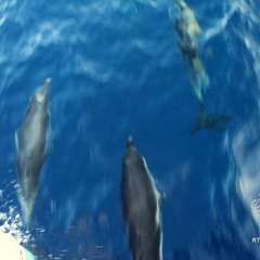 Dolphins before coffee