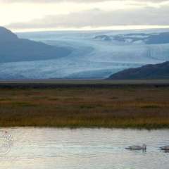 Swans along highway 1