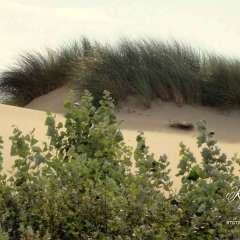North Sea dunes