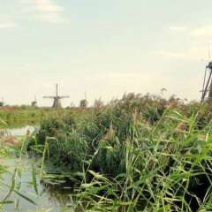 Kinderdijk working windmills