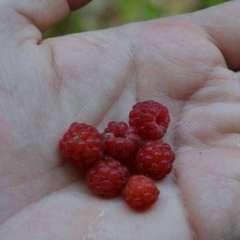 Eurorando trail, Skane