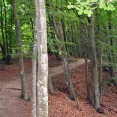 Eurorando trail, Skane