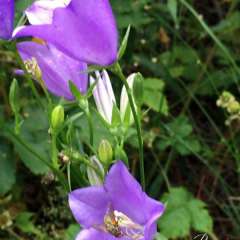 Eurorando trail, Skane